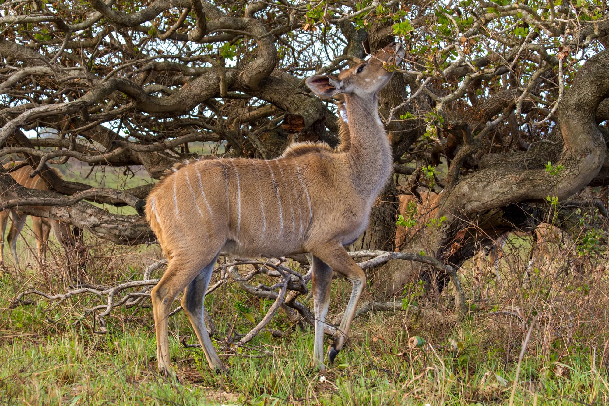 20120802   Sudafrica 0770